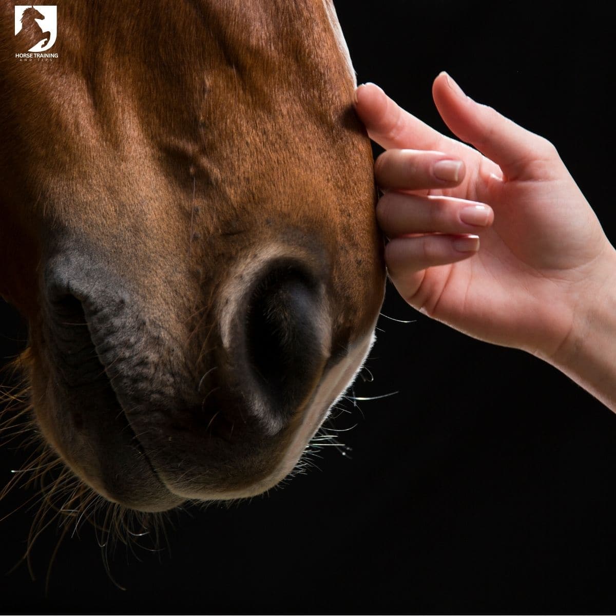 horse back pain affecting mounting behaviour