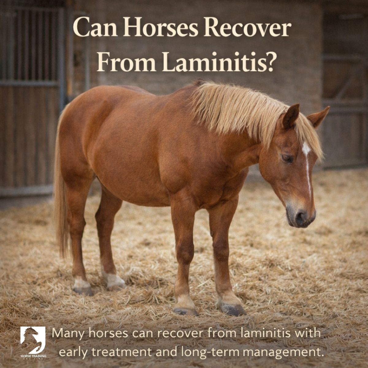 Horse standing calmly during recovery from laminitis