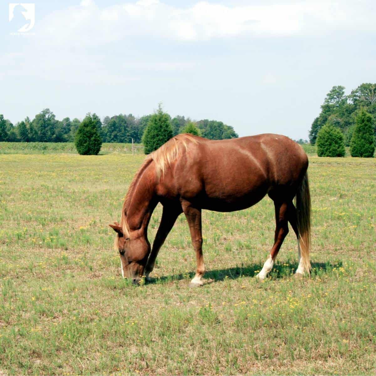 natural turnout reducing colic risk in horses