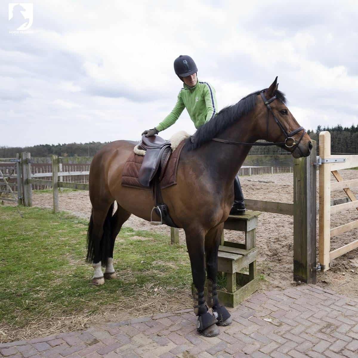 horse standing still for mounting