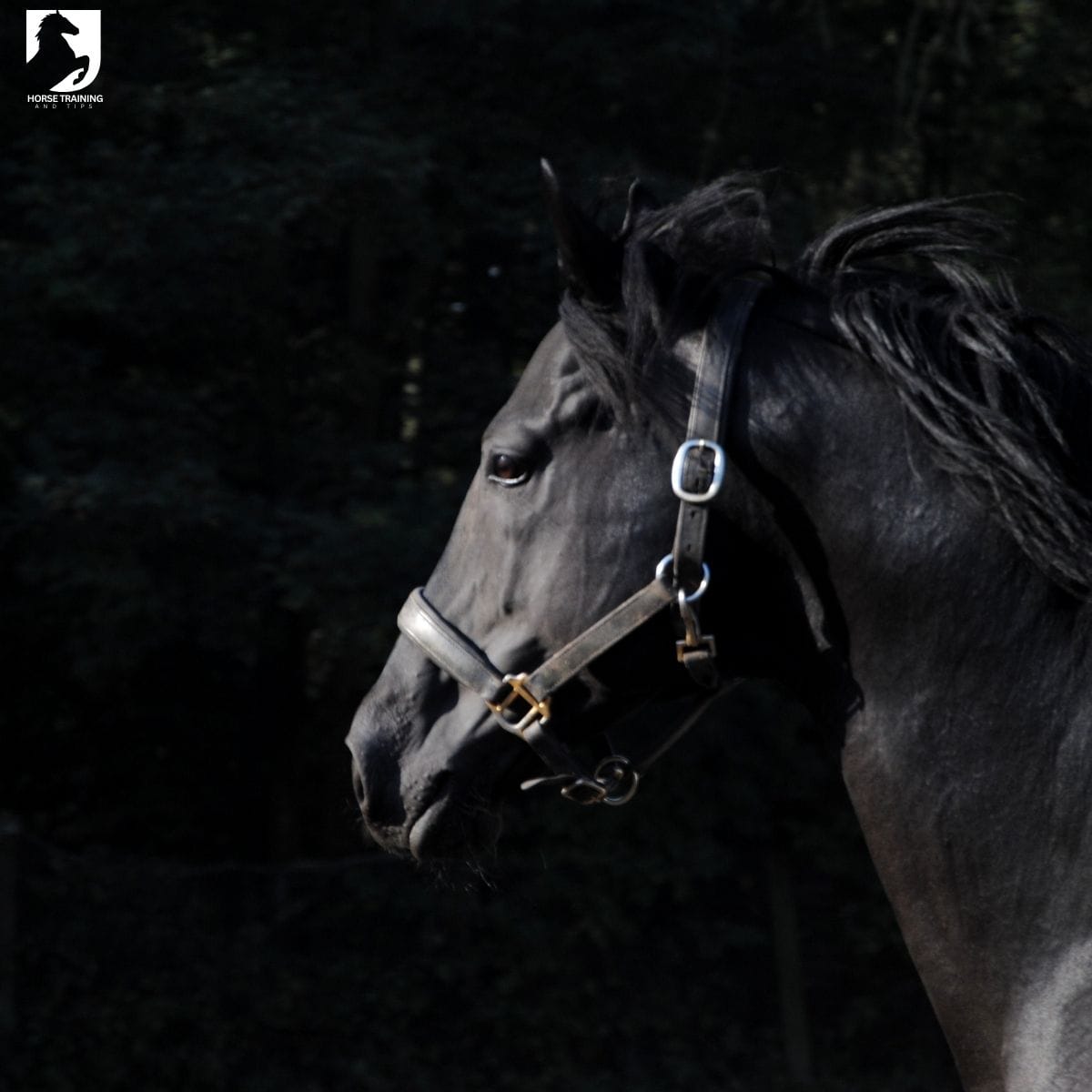 natural joint supplements for horses