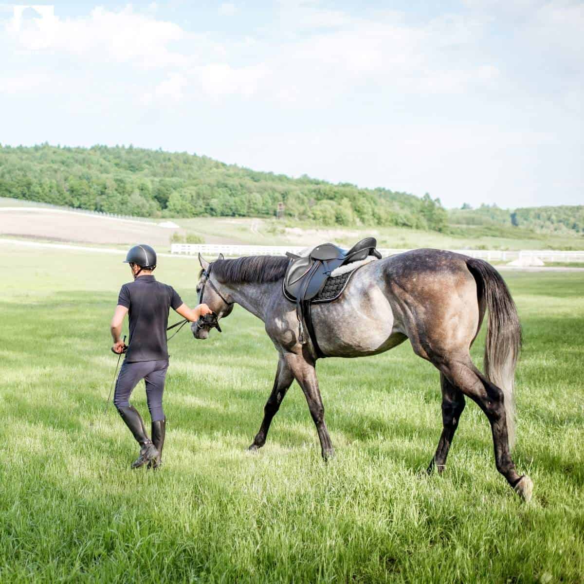walking horse with colic while waiting for vet