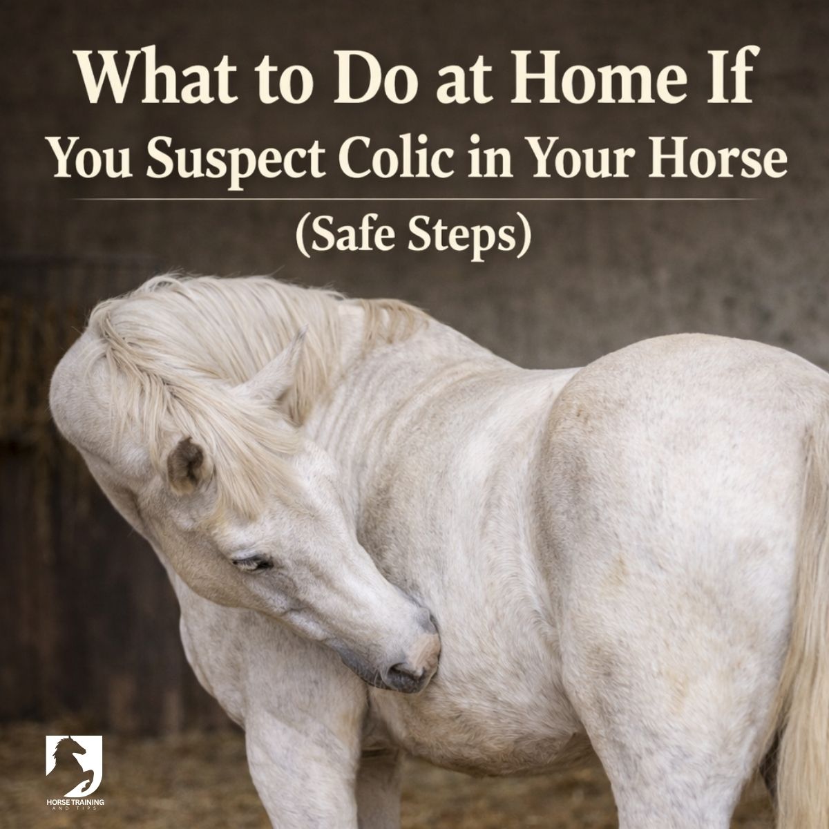 White horse looking at its belly showing possible signs of colic